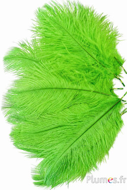 Struisvogel  - 13-18 cm - appelgroen